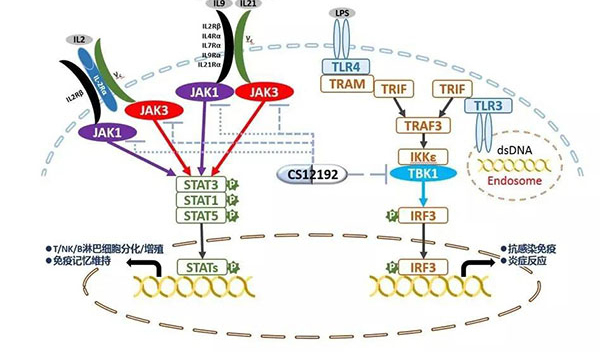 自身免疫疾病或迎新疗法!熊猫体育助力微芯生物CS12192获批FDA.jpg 自身免疫疾病或迎新疗法!熊猫体育助力微芯生物CS12192获批FDA.jpg