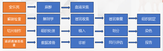 组织病理学研究的工作流程.jpg 组织病理学研究的工作流程.jpg